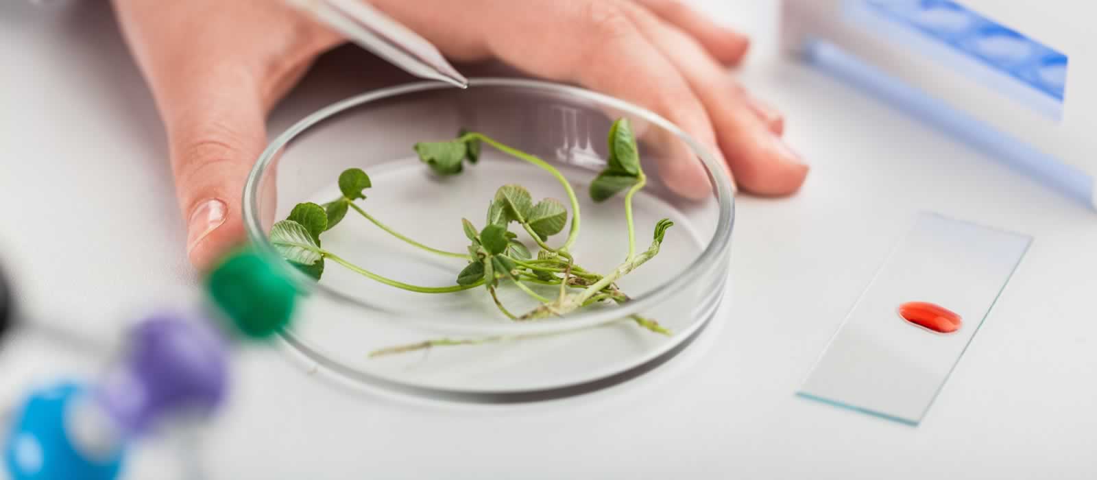 A scientist places a clover plant into a petri dish to prepare it for examination.