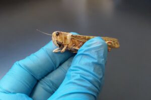 locust