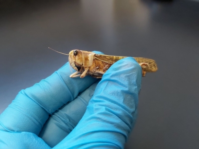 Photo for the news post: Grad Research – Insects and Low Temperatures