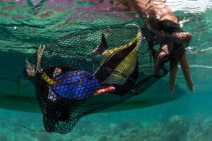 Person swimming with fish