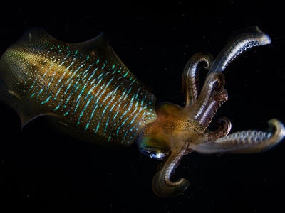 Photo for the news post: Grad Research: Jumbo Squid and Zombie Genes