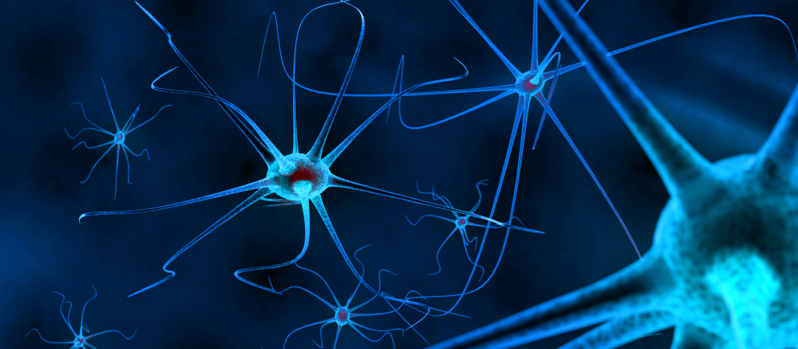 Close up of neurons